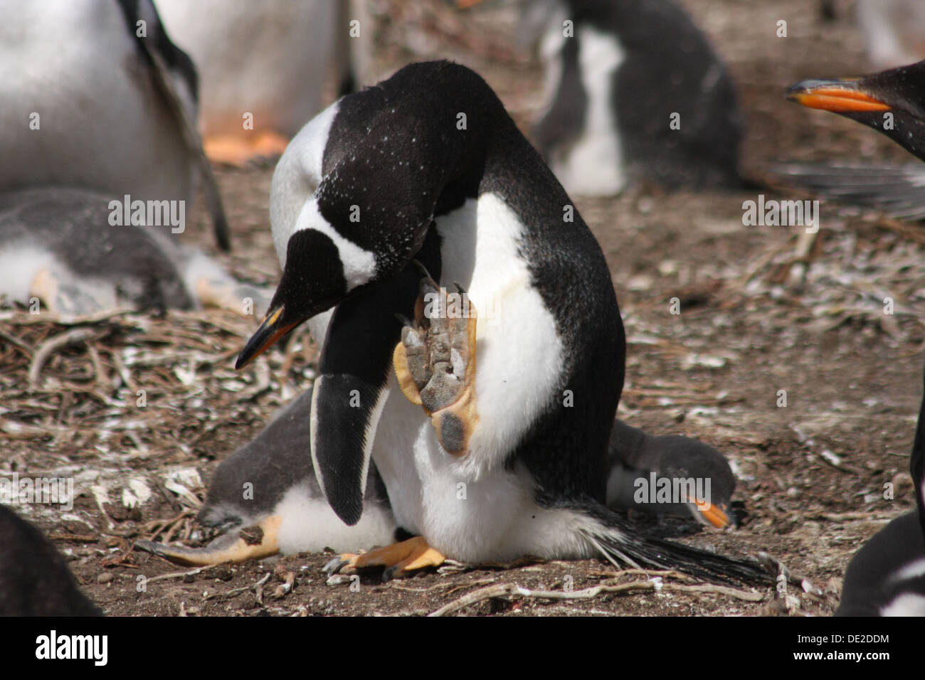 Gentoo penguin scratching with foot, Falkland Islands Stock Photo