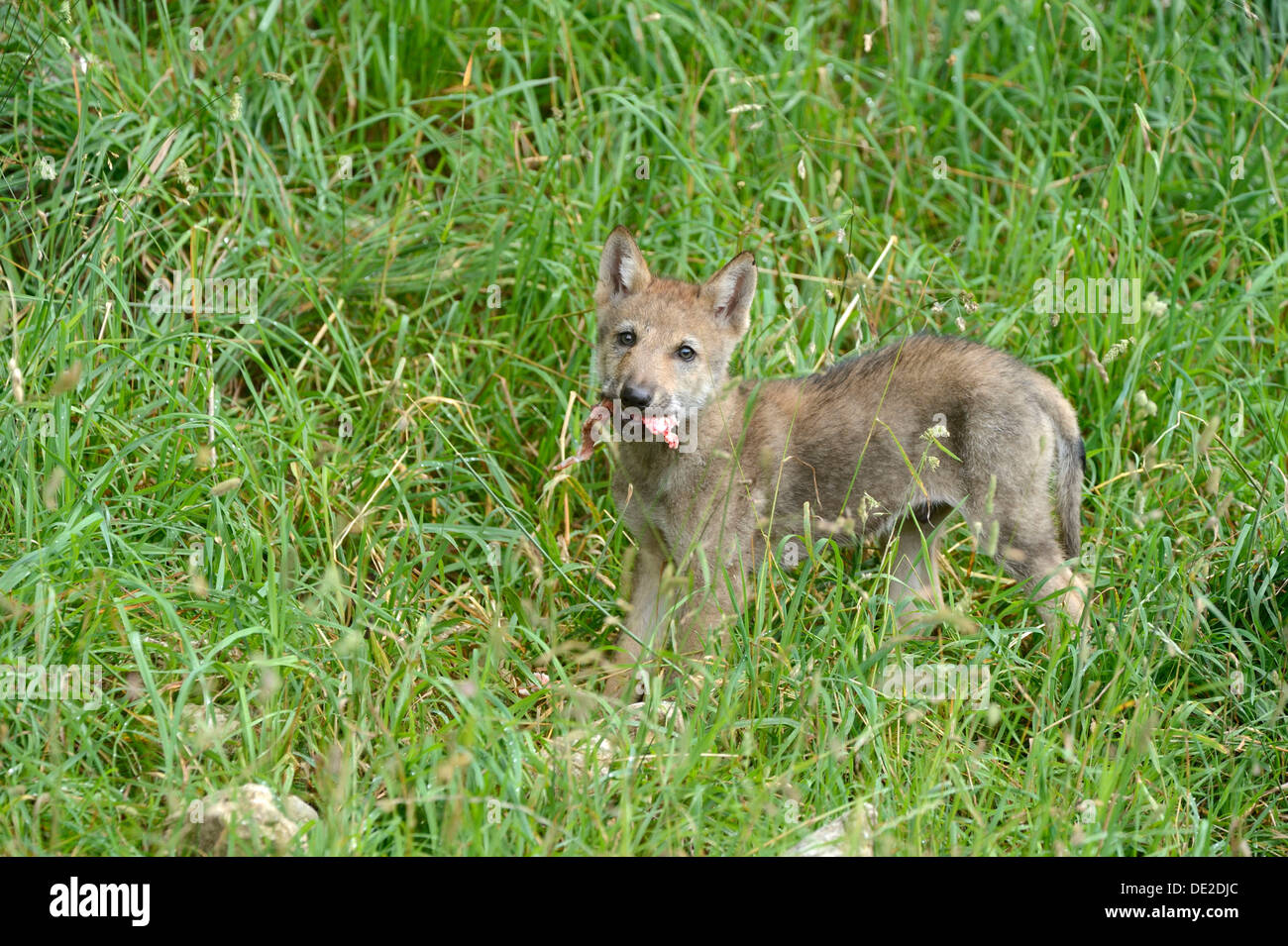 Young Eurasian Wolf (Canis lupus lupus), feeding, Jura, Switzerland, Europe Stock Photo