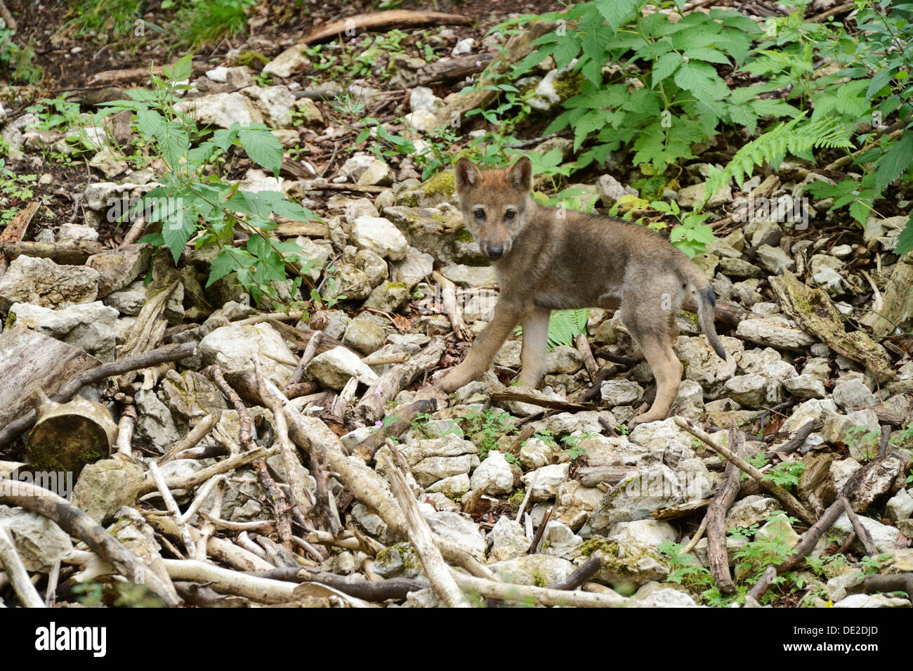 Young Eurasian Wolf (Canis lupus lupus), Jura, Switzerland, Europe Stock Photo