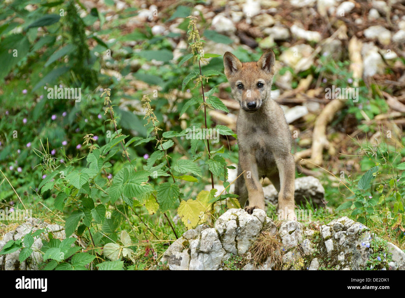 Young European Wolf (Canis lupus lupus), standing on a rock, Jura, Switzerland, Europe Stock Photo