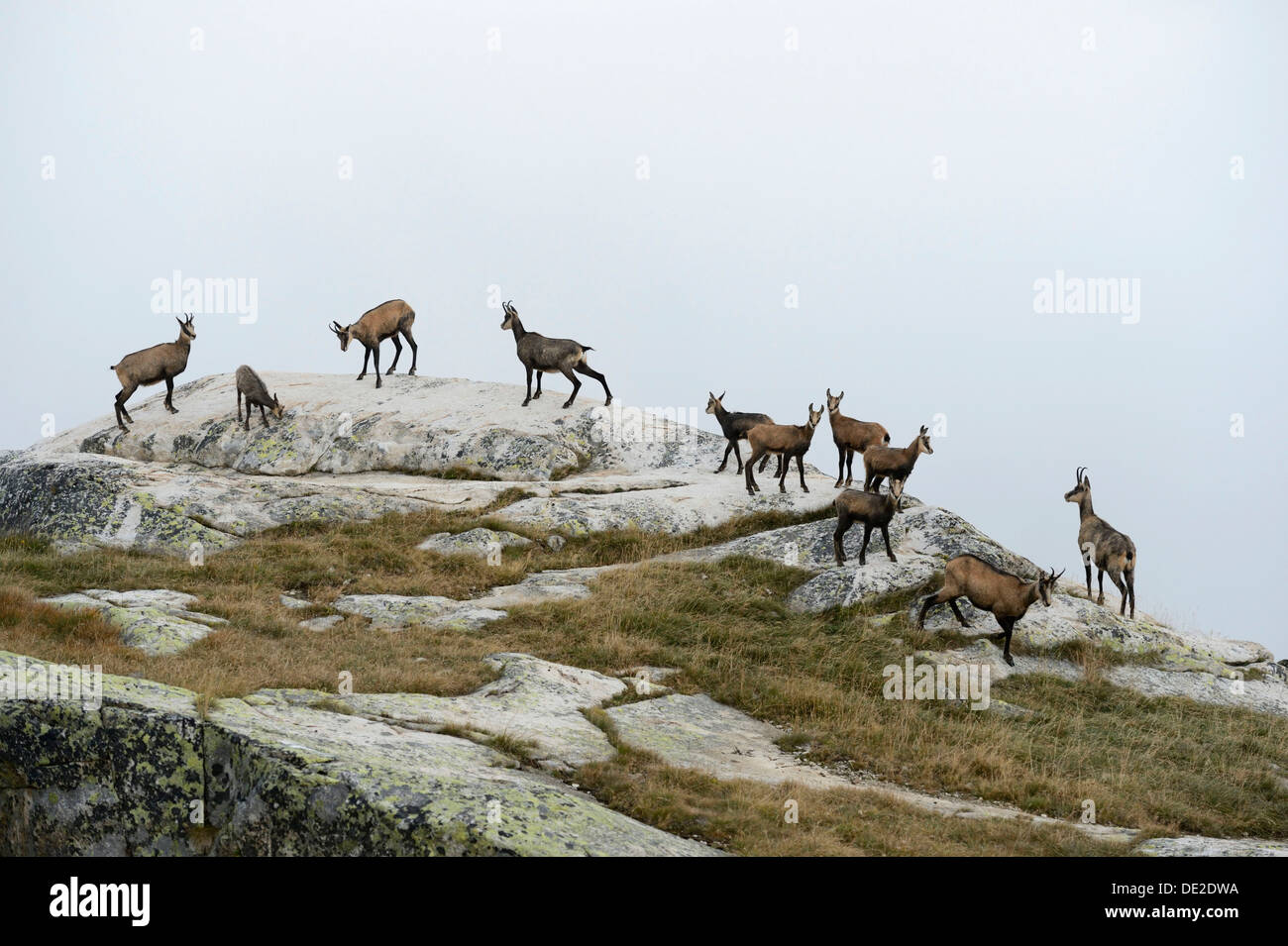 Herd of chamois (Rupicapra rupicapra) standing on a rocky outcrop, Valais, Switzerland, Europe Stock Photo