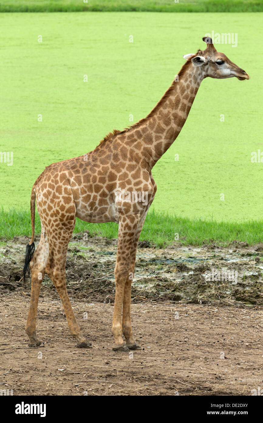 Giraffes in park hi-res stock photography and images - Alamy