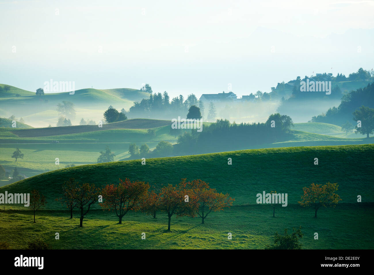 Cherry trees in autumn, morainic landscape, Hirzel area, Zurich, Switzerland, Europe Stock Photo