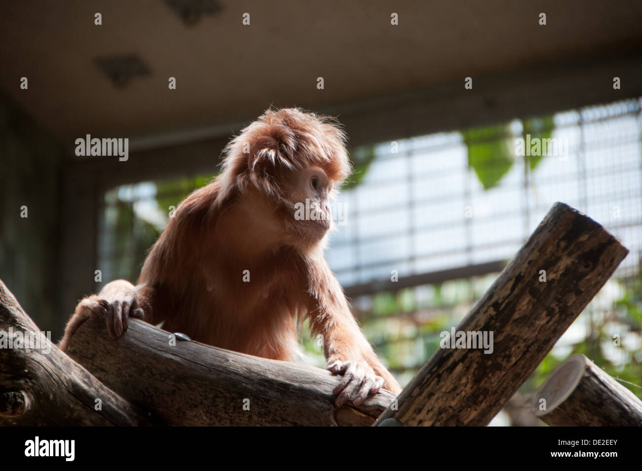 A little monkey at Berlin Zoo looking a little lonely..... Stock Photo