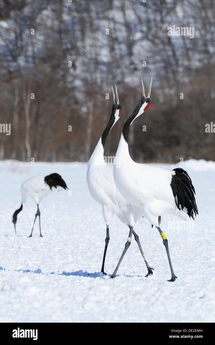 Red-crowned Cranes, Japanese Cranes or Manchurian Cranes (Grus ...