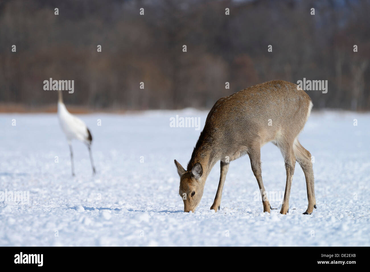Hokkaido sika deer, Spotted deer or Japanese deer (Cervus nippon yesoensis), foraging for food