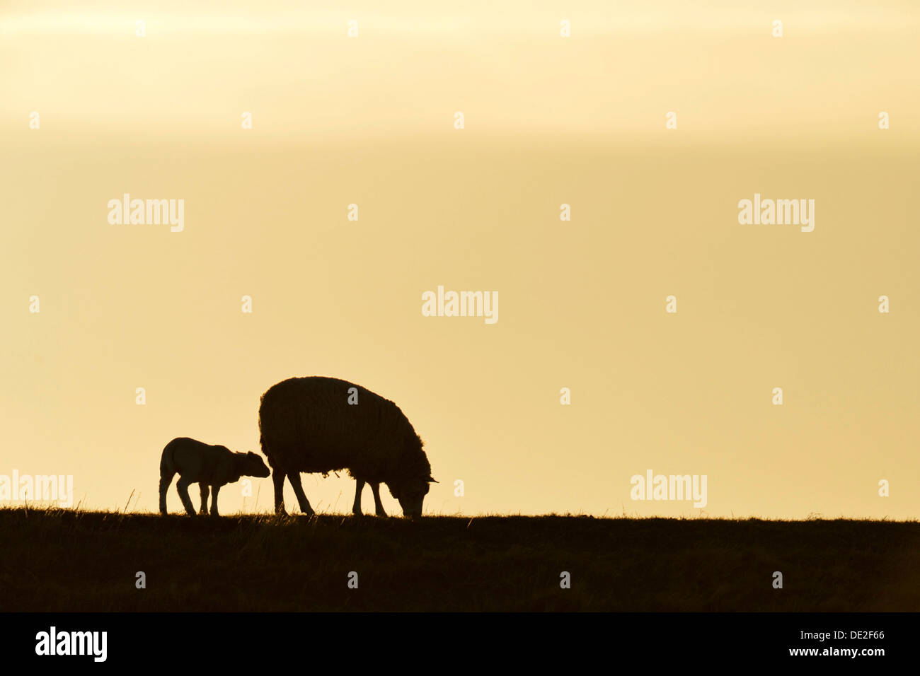 Texel sheep, mouflons (Ovis orientalis aries), silhouette of ewe and lamb at dusk, Oudeschild, Texel, West Frisian Islands Stock Photo
