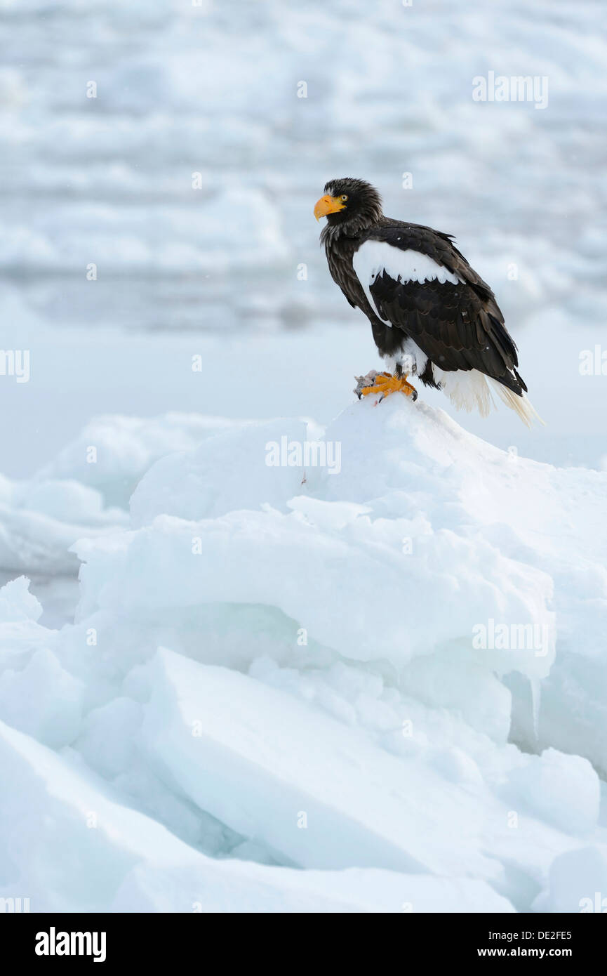 Steller's Sea Eagle (Haliaeetus pelagicus) perched on an ice floe, Rausu, Menashi, Hokkaido, Japan Stock Photo
