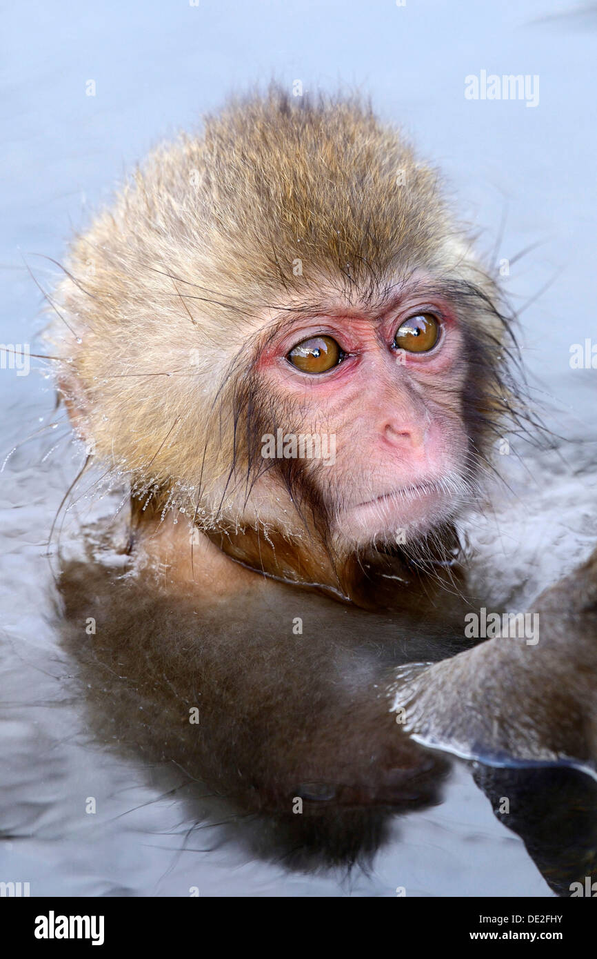 Young Japanese Macaque or Snow Monkey (Macaca fuscata), portrait, Affenpark Jigokudani, Nagano Präfektur, Japan Stock Photo