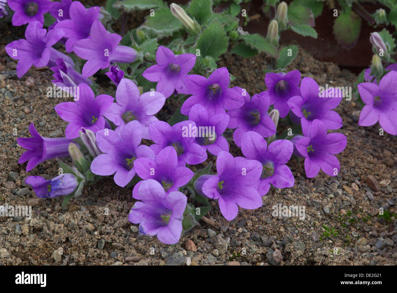 Bellflowers  -  Campanula pelia Stock Photo