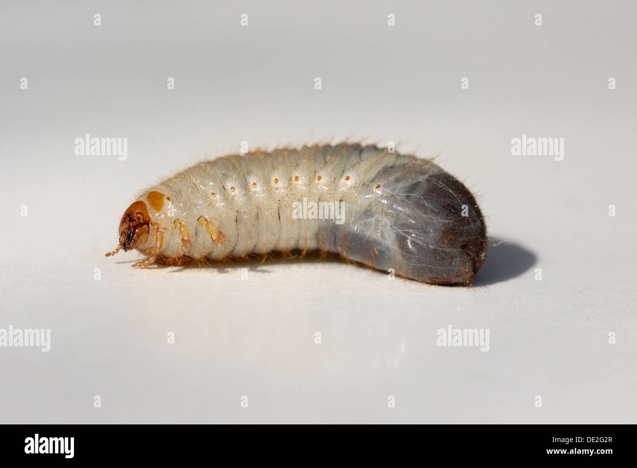 Larva of a Cockchafer (Melolontha) Stock Photo