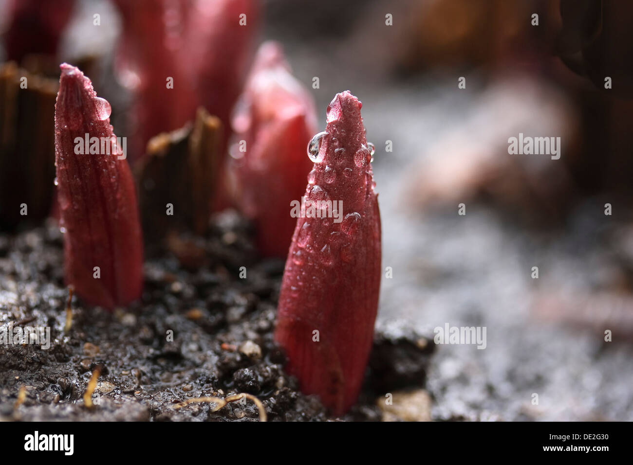 Shoots of a Peony (Paeonia), close-up Stock Photo