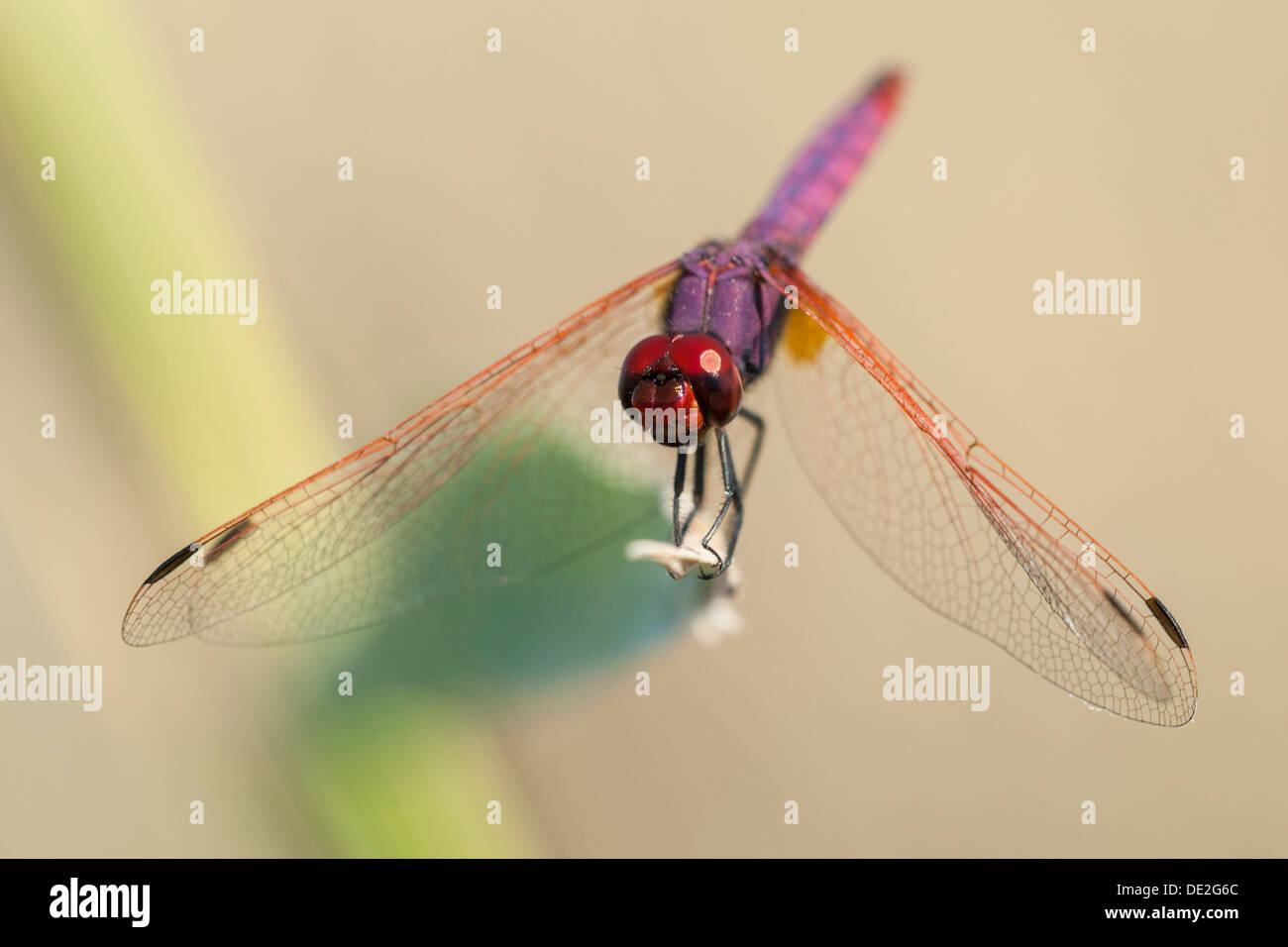 A Violet Dropwing dragonfly (Trithemis annulata) perched on a reed, Manavgat, Turkey Stock Photo