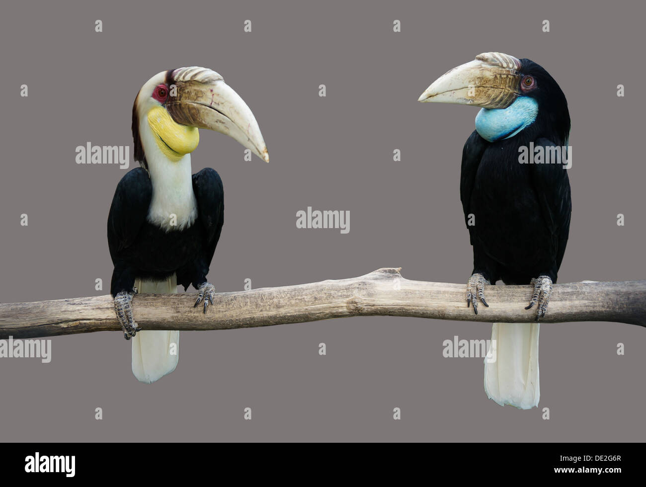 pait of toucans, Hornbill Stock Photo