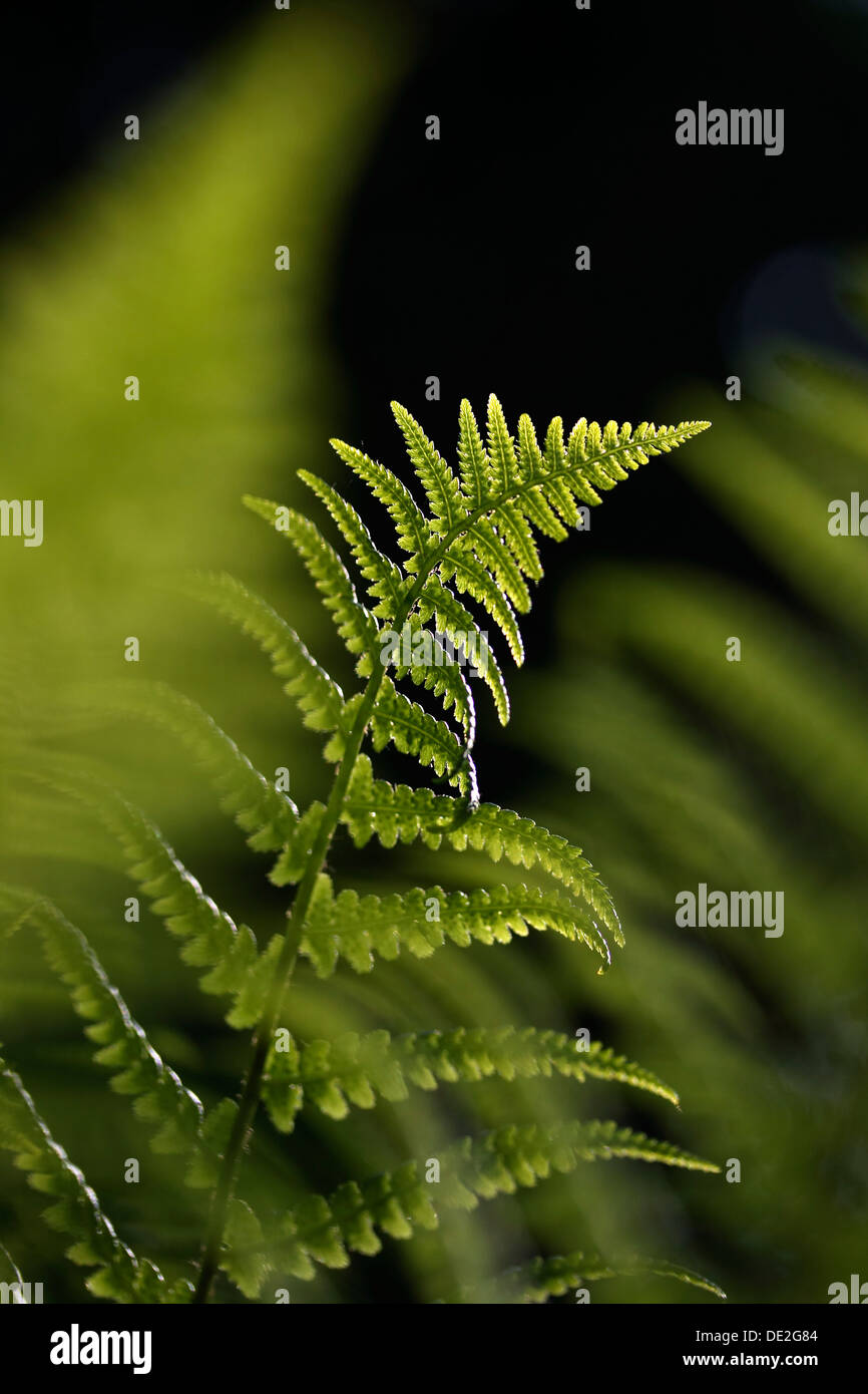 Fern leaves back lit hi-res stock photography and images - Alamy