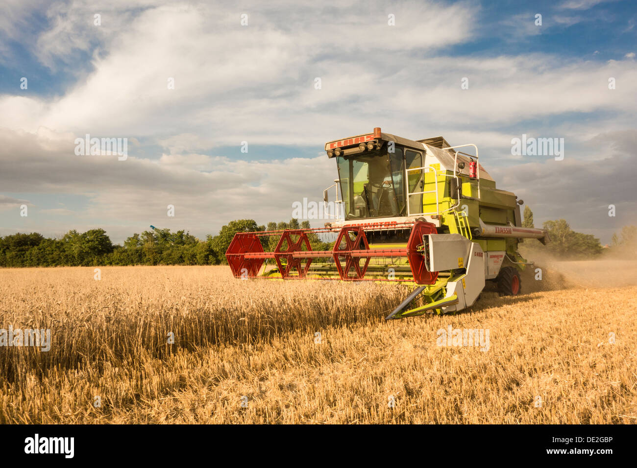 Combine harvester cutting a field of wheat, Cambridgeshire Stock Photo