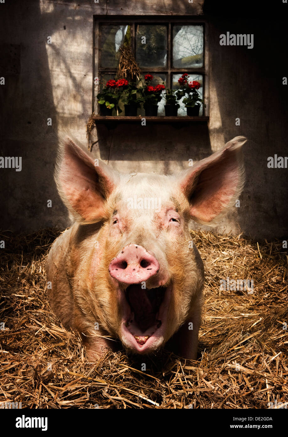 ANIMAL SMILE PIG Stock Photo - Alamy ANIMAL SMILE PIG Stock Photo - Alamy