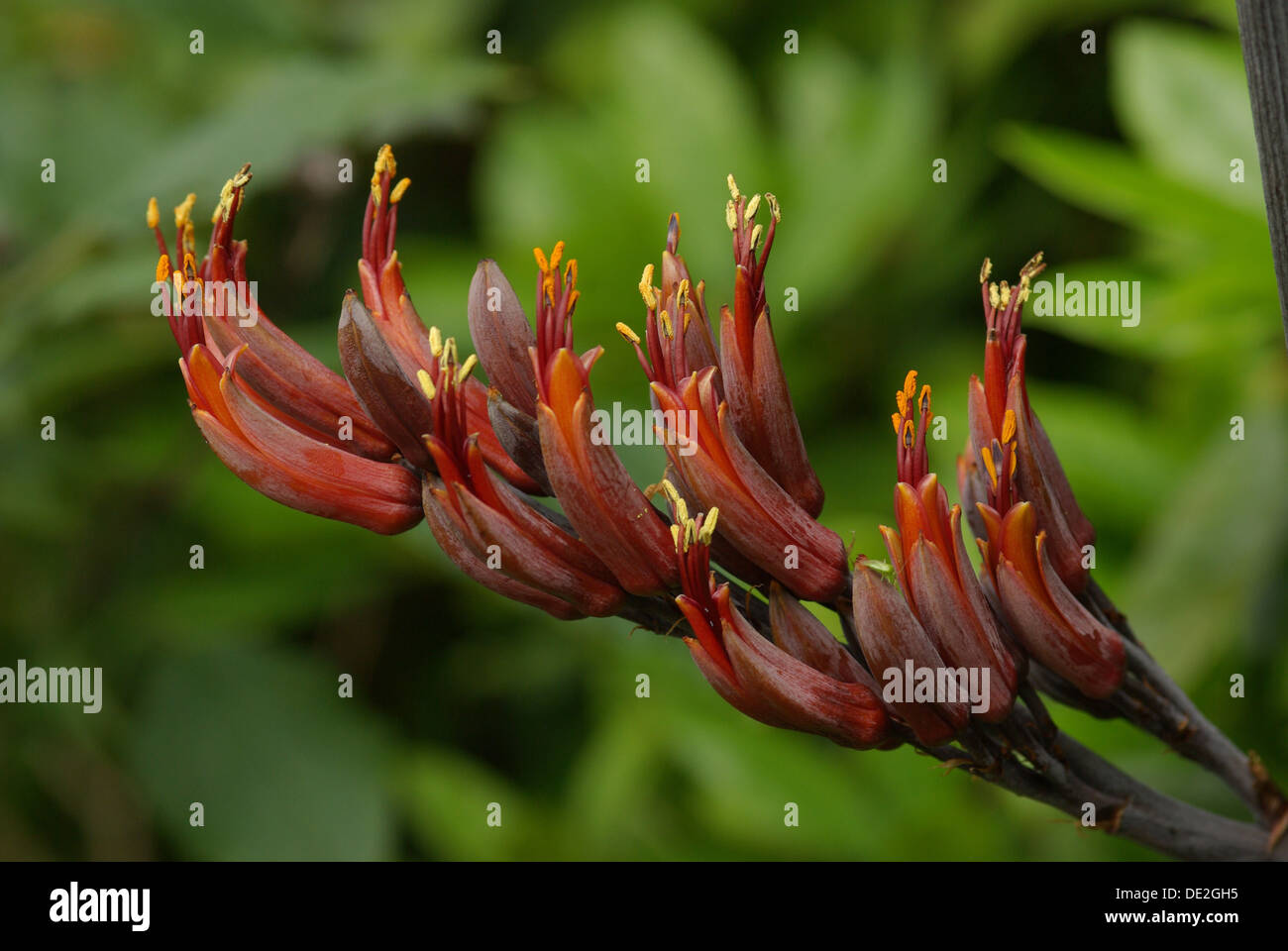 Close up of the flowers of a Phormium Sp. Stock Photo