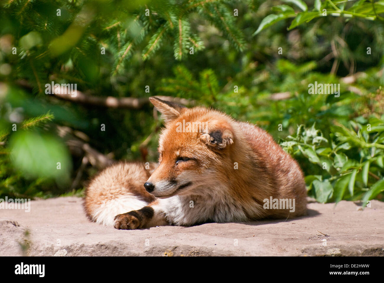 Red fox (Vulpes vulpes), Wildpark Pforzheim zoo, Baden-Wuerttemberg Stock Photo