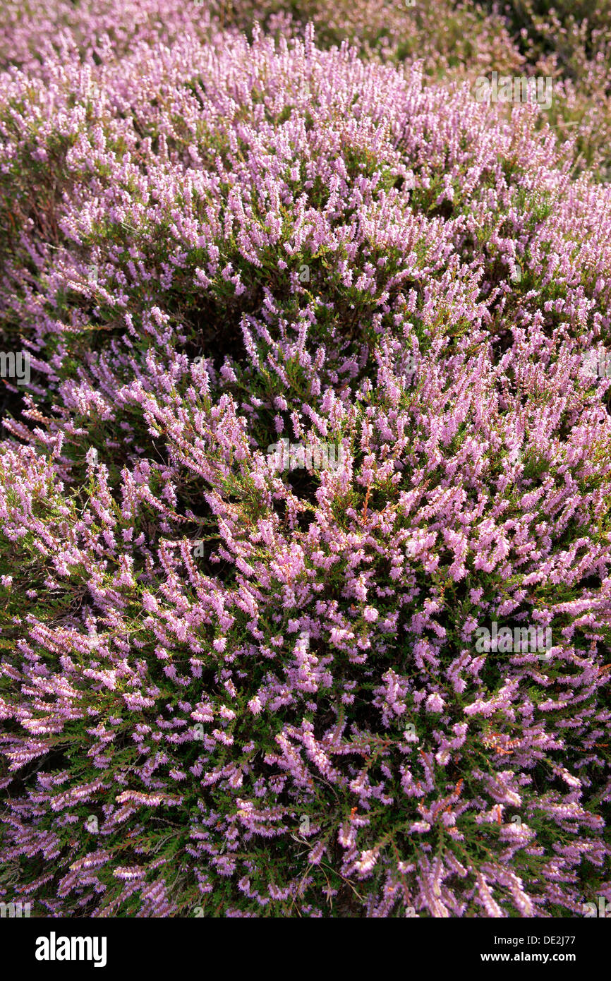 Heather (Calluna vulgaris), Sylt, Sylt, Schleswig-Holstein, Germany Stock Photo