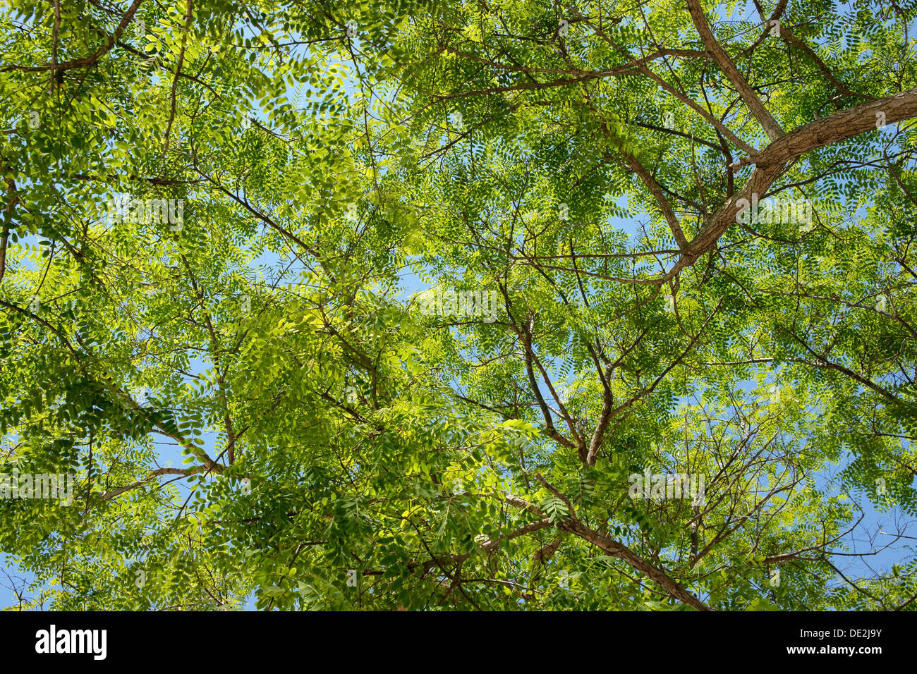 Treetop, green leaves of a Mimosa (Mimosa sp Stock Photo Alamy