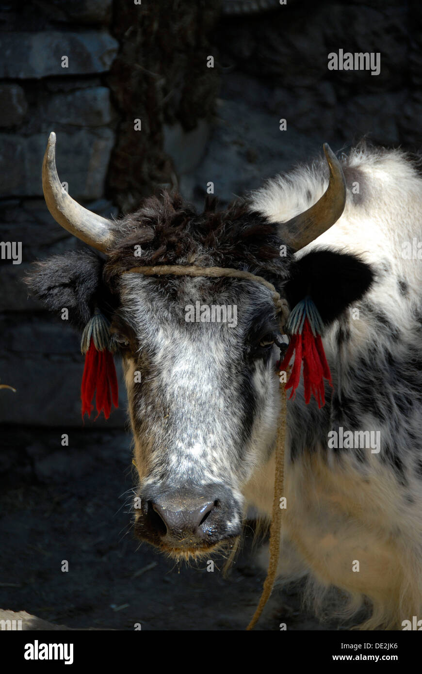 Portrait, head with horns, black and white piebald Yak (Bos mutus), Himalayas, Autonomous Region Tibet Stock Photo