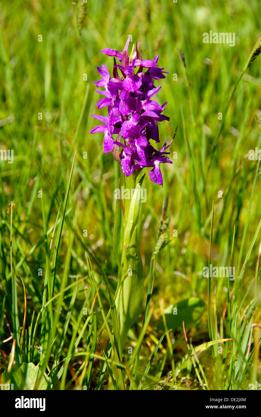 Common Spotted-orchid (Dactylorhiza purpureum), alpine meadow, Enningalm, near Garmisch-Partenkirchen, Werdenfelser Land area Stock Photo