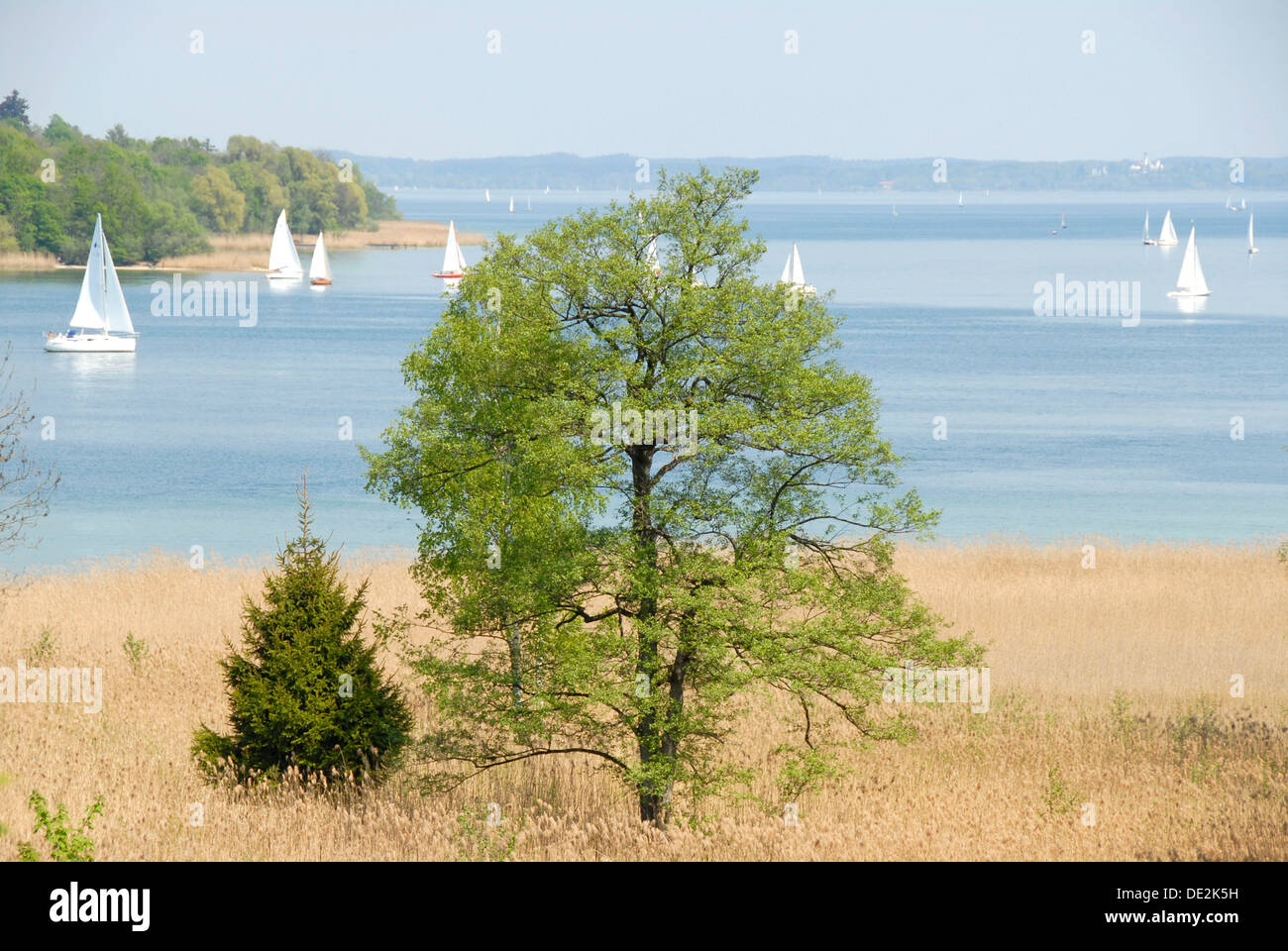 Single tree in the reeds, reed beds, shore, shore area, in the spring, Herreninsel island, sailboats on the lake, Chiemsee Stock Photo
