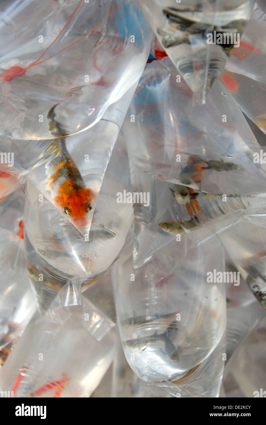 Colorful fish trapped in small plastic bags with water, at Bangkok, Thailand, Southeast Asia, Asia Stock Photo