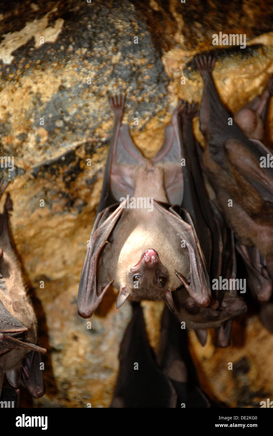 Cave bats hanging hires stock photography and images Alamy