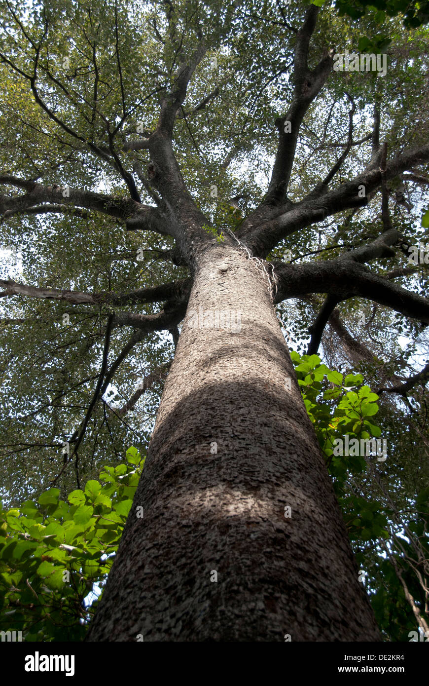 Large Iroko tree (Milicia excelsa), mulberry plant, root and crown from below, near Moshi, Tanzania, East Africa, Africa Stock Photo