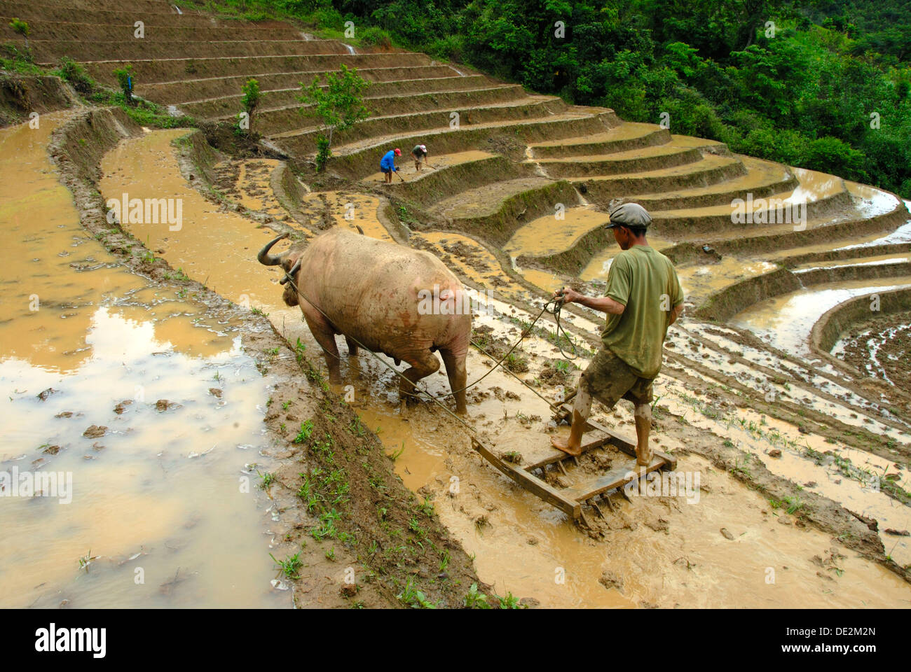 Rice farmer plowing his rice paddy with the help of a water buffalo, rice terraces, Phongsali or Phongsaly District and Province Stock Photo