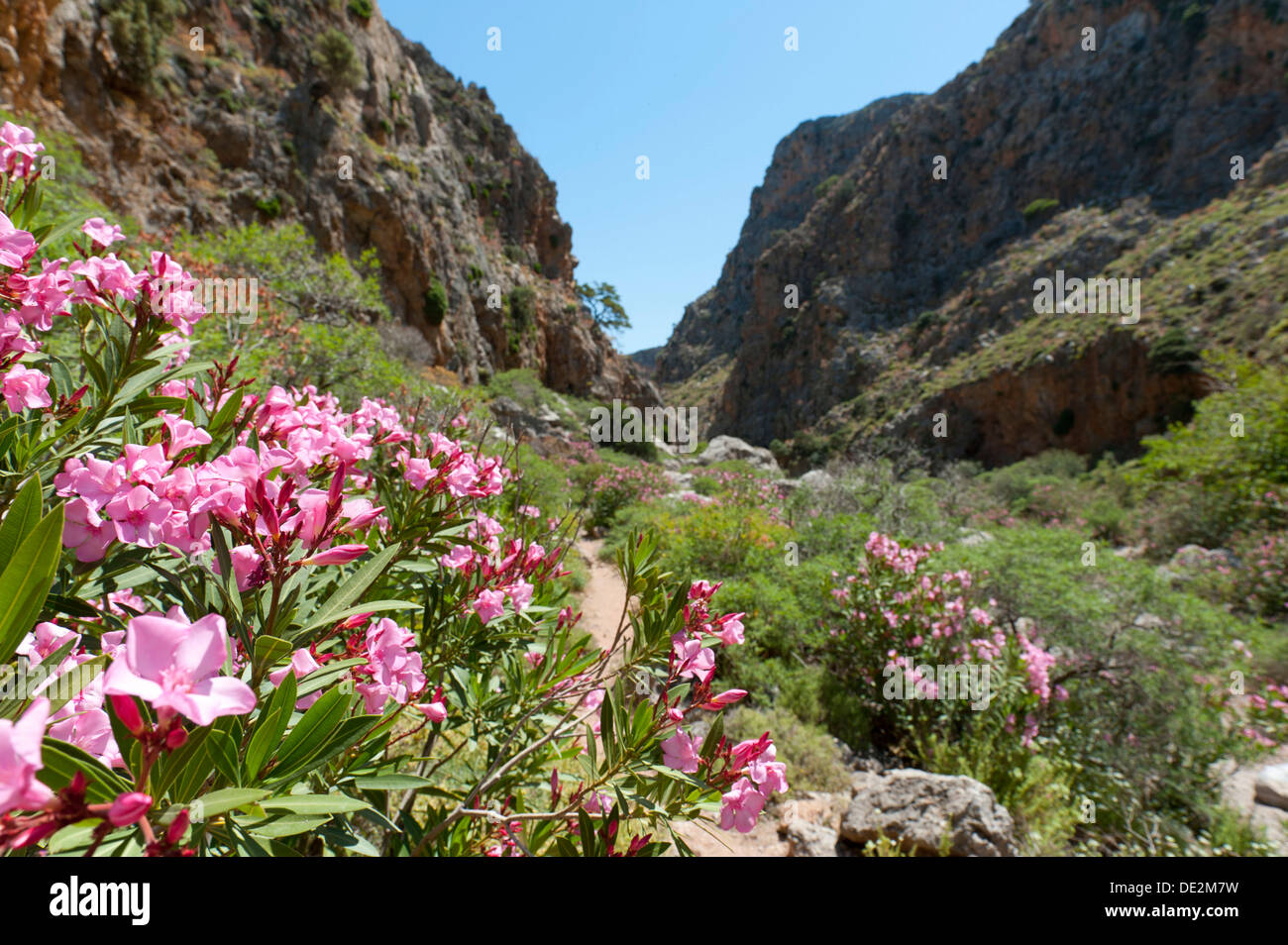 Canyon, Oleander (Nerium oleander) with pink blossoms, Zagros Gorge, near Kato Zagros, Crete, Greece, Europe Stock Photo