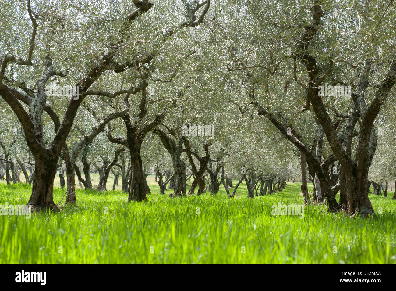 Olive groves italy hires stock photography and images Alamy