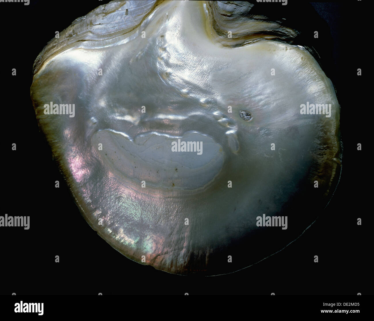 Inside of a pearl oyster Stock Photo Alamy