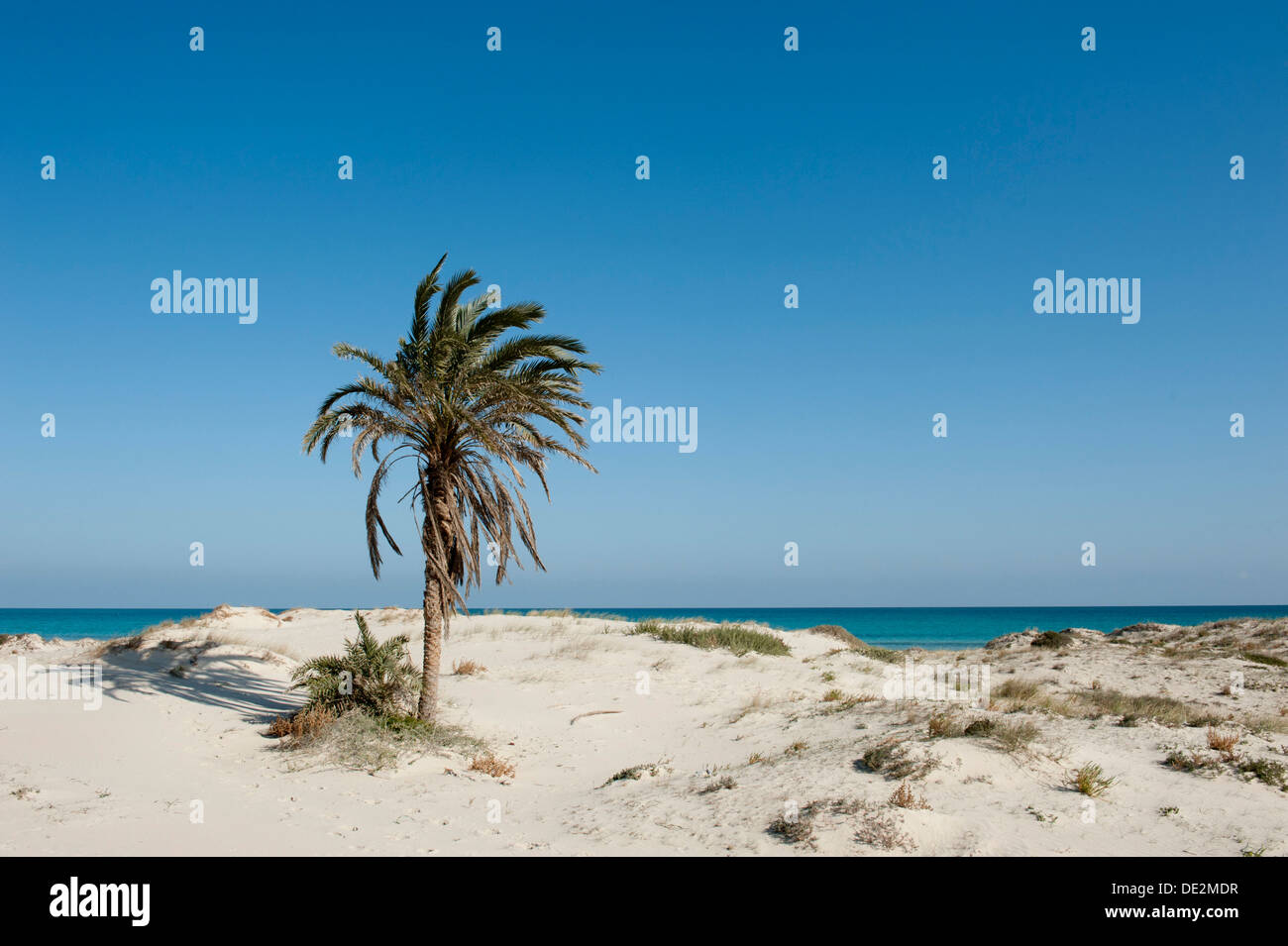 Deserted beach with palms, white sand, island of Djerba, Tunisia, Maghreb, North Africa, Africa Stock Photo