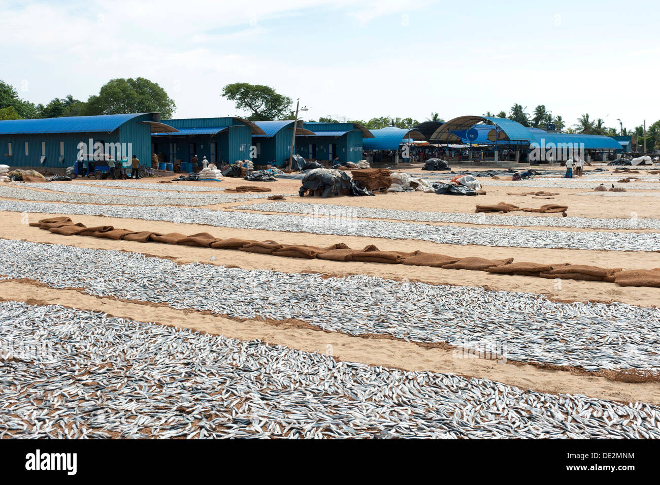 Fish is spread out to dry on the beach, fish market, Negombo, Sri Lanka