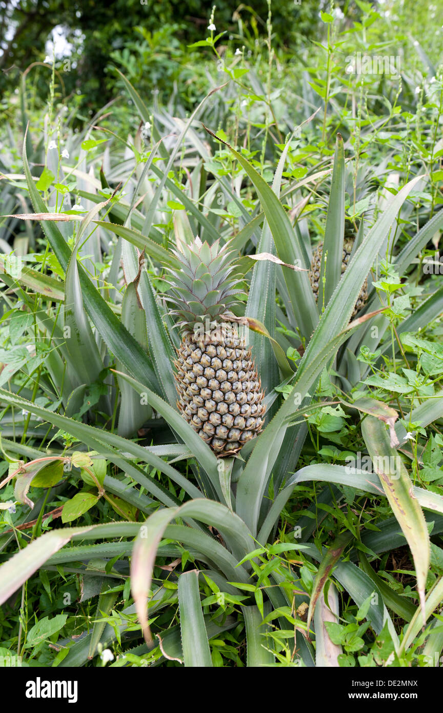 Pineapple (Ananas comosus) growing in a field, Maligatenna, Sri Lanka Stock Photo
