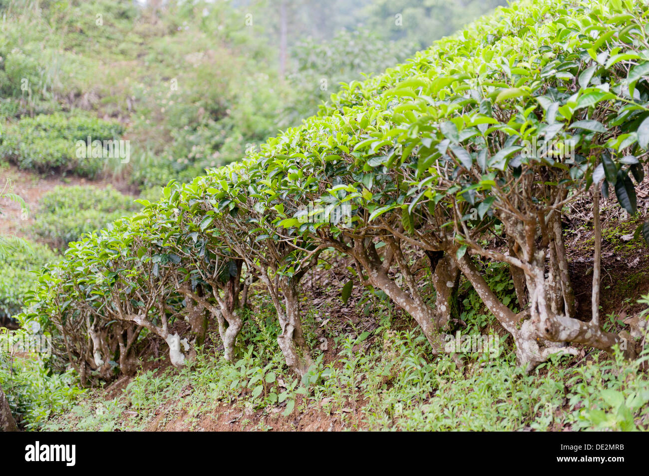 Moray estate hi-res stock photography and images - Alamy