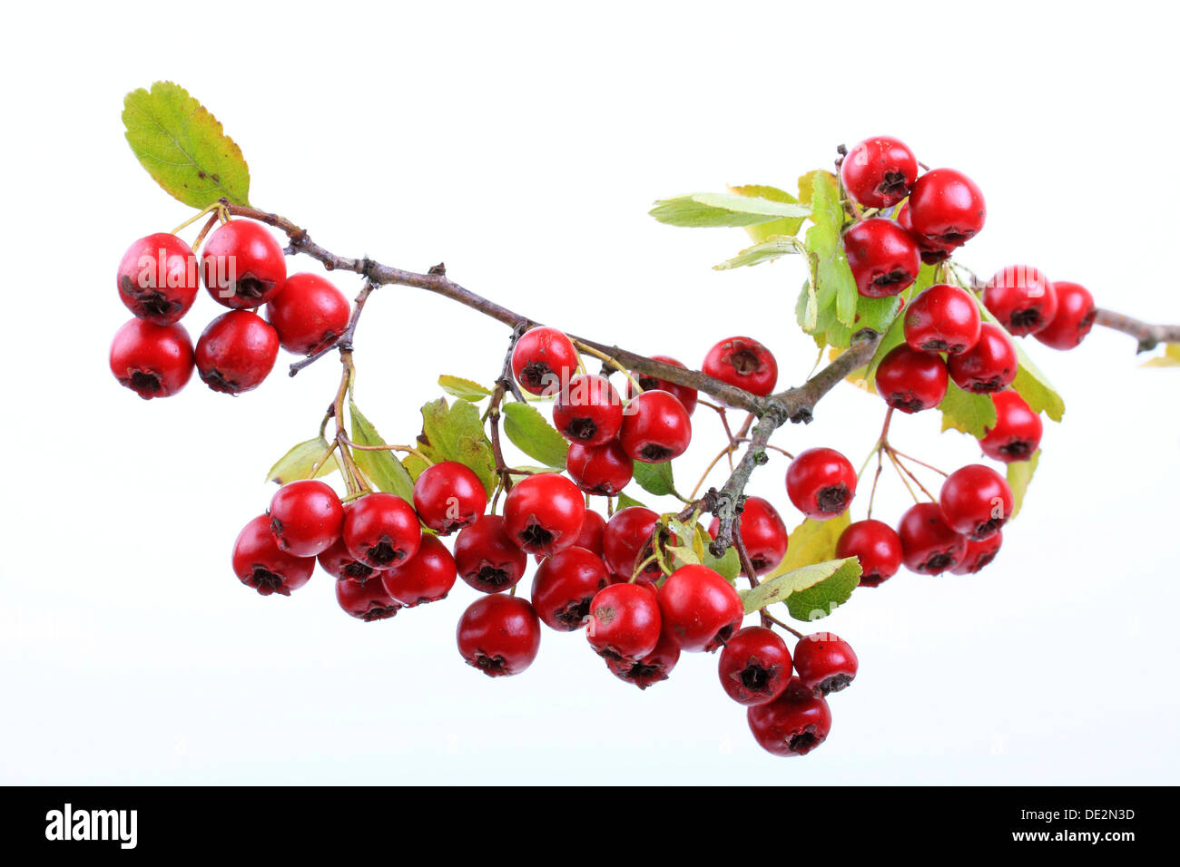 Midland hawthorn, English hawthorn (Crataegus laevigata), fruit Stock ...