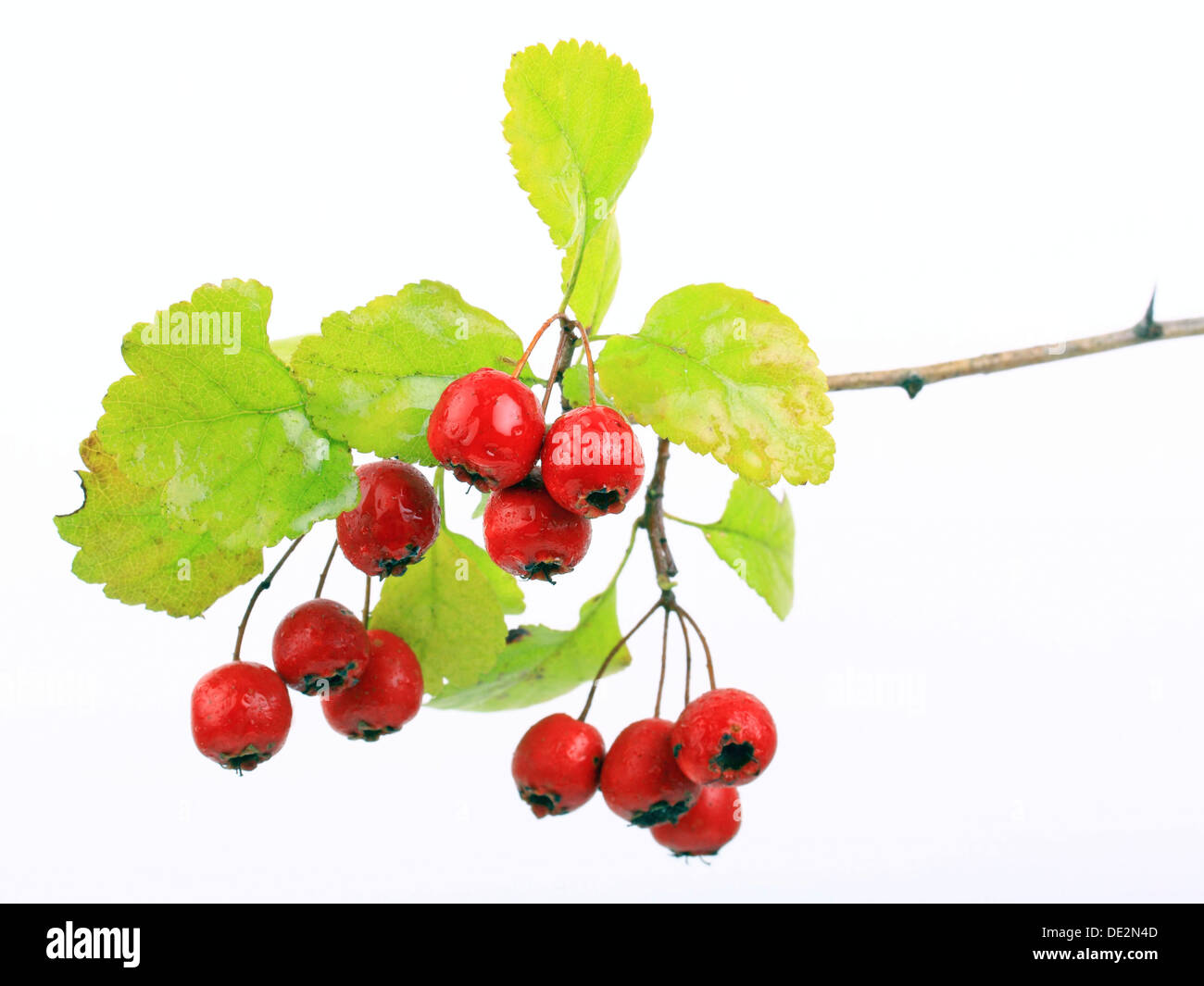 Midland hawthorn, English hawthorn (Crataegus laevigata), fruit Stock