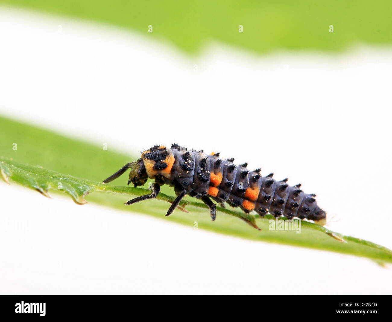 Larva of a Seven-Spot Ladybird (Coccinella septempunctata) Stock Photo