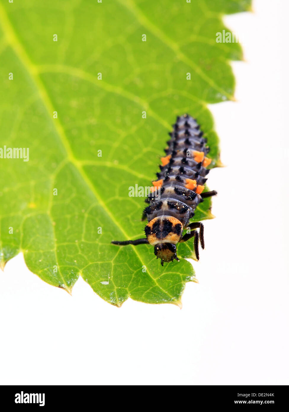 Larva of a Seven-Spot Ladybird (Coccinella septempunctata) Stock Photo