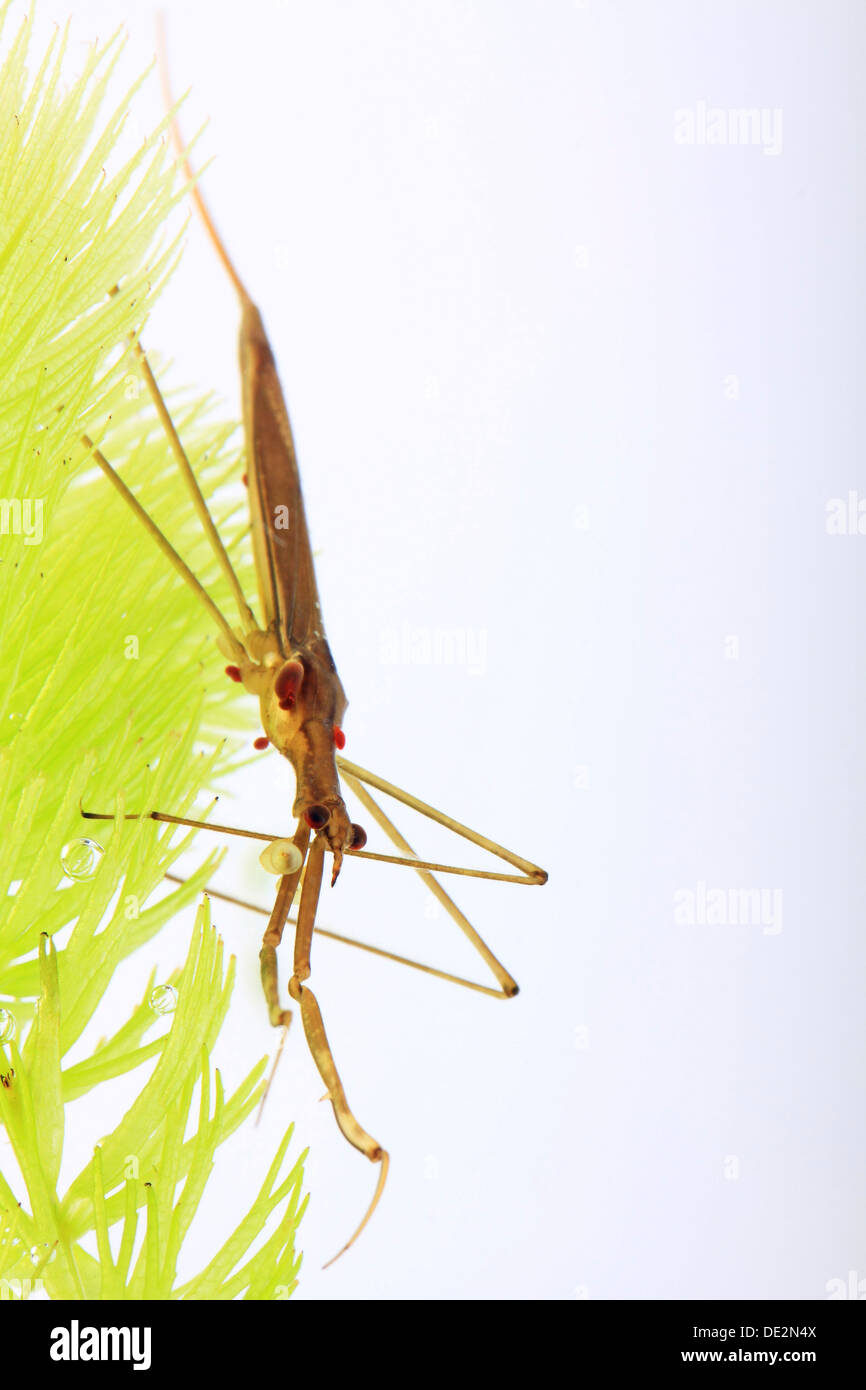 Water Stick Insect (Ranatra linearis), living under water Stock Photo