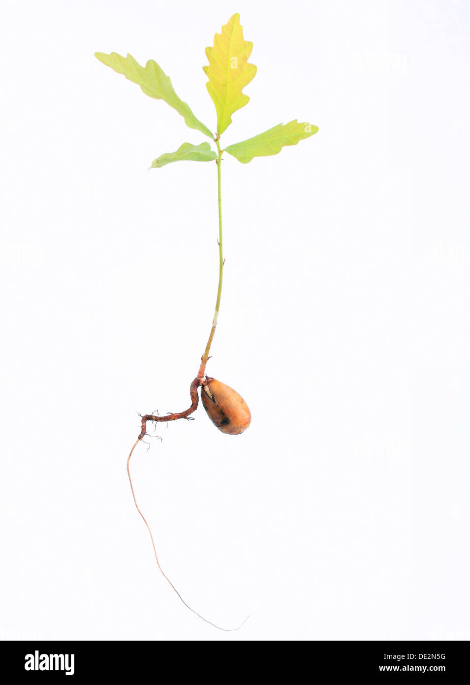 Oak seedling (Quercus robur) with a tap root and the first leaves Stock Photo