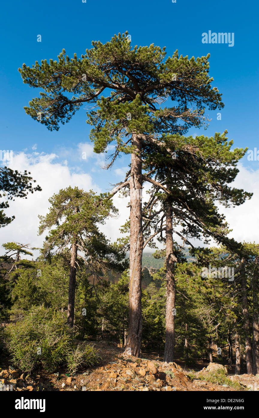 Mountain forest, European Black Pines or Taurian Pines (Pinus nigra ssp. Pallasiana), Artemis hiking trail, Mount Olympos Stock Photo