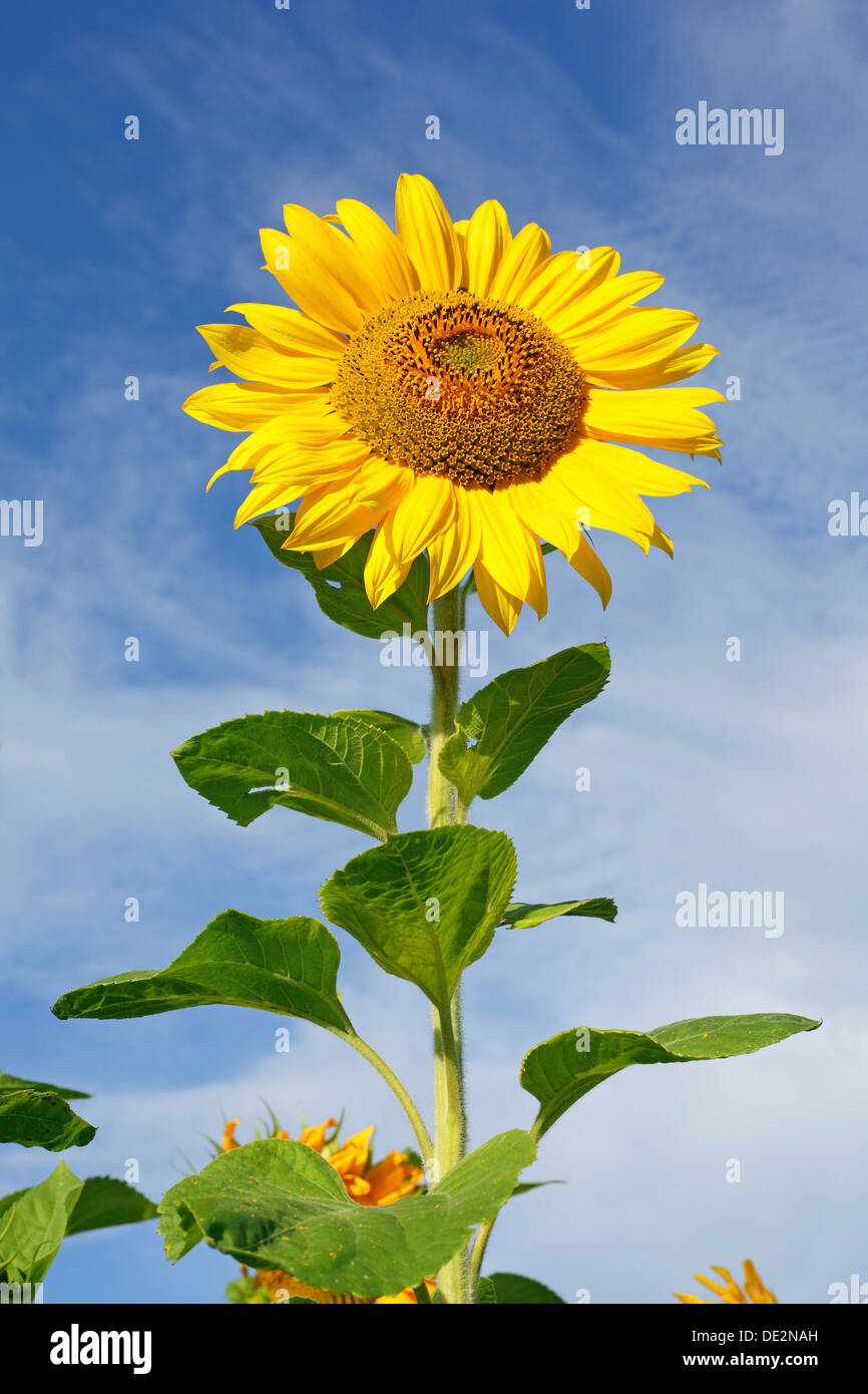 Sunflower (Helianthus annuus) Stock Photo