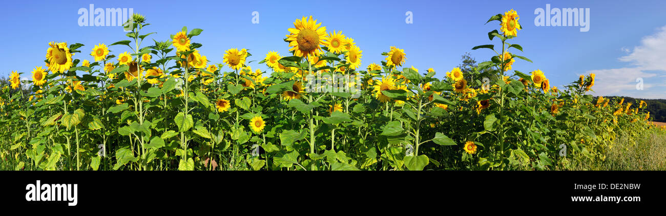 Panorama of a field of Sunflowers (Helianthus annuus) Stock Photo