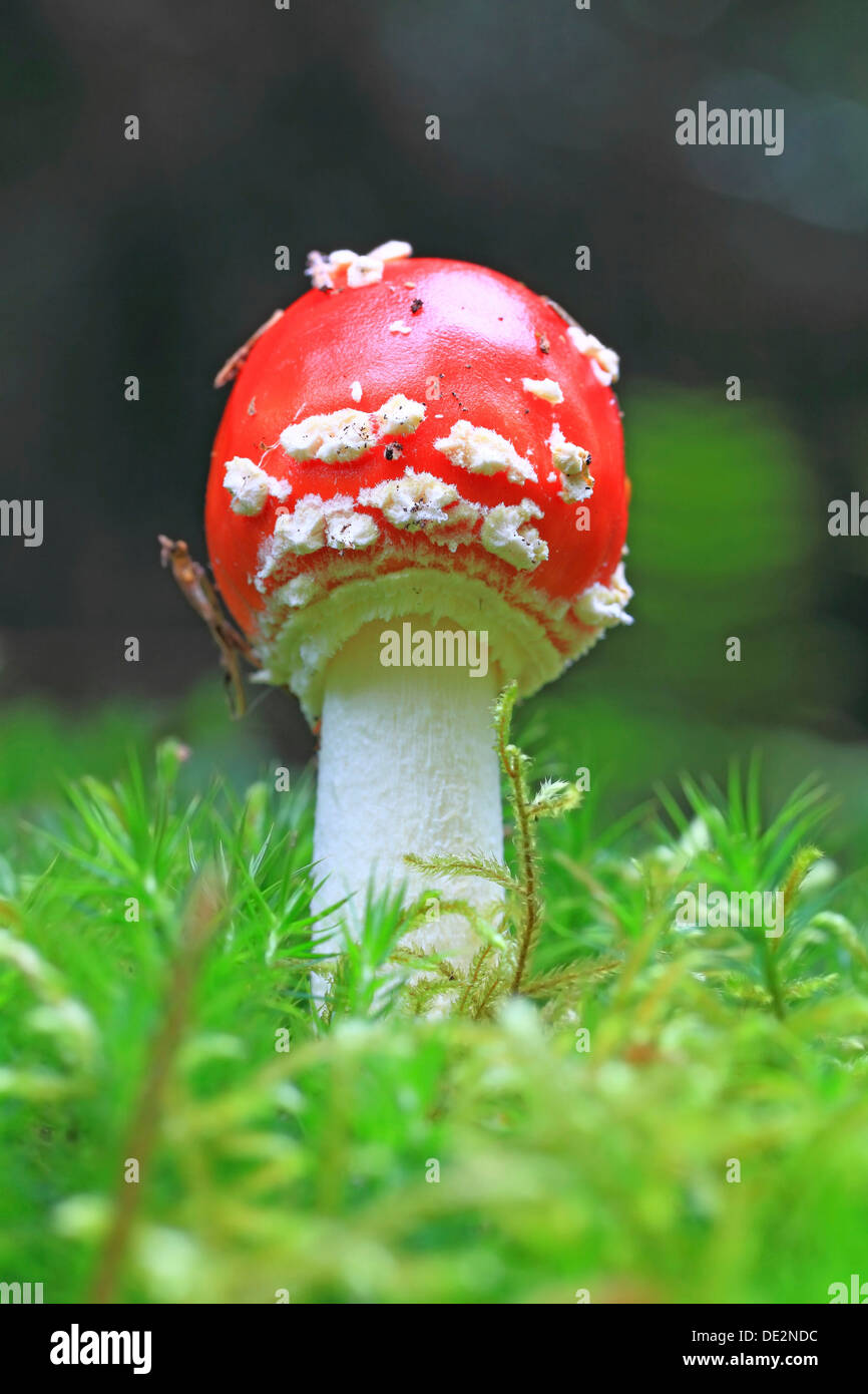 Fly Agaric (Amanita muscaria) in moss Stock Photo