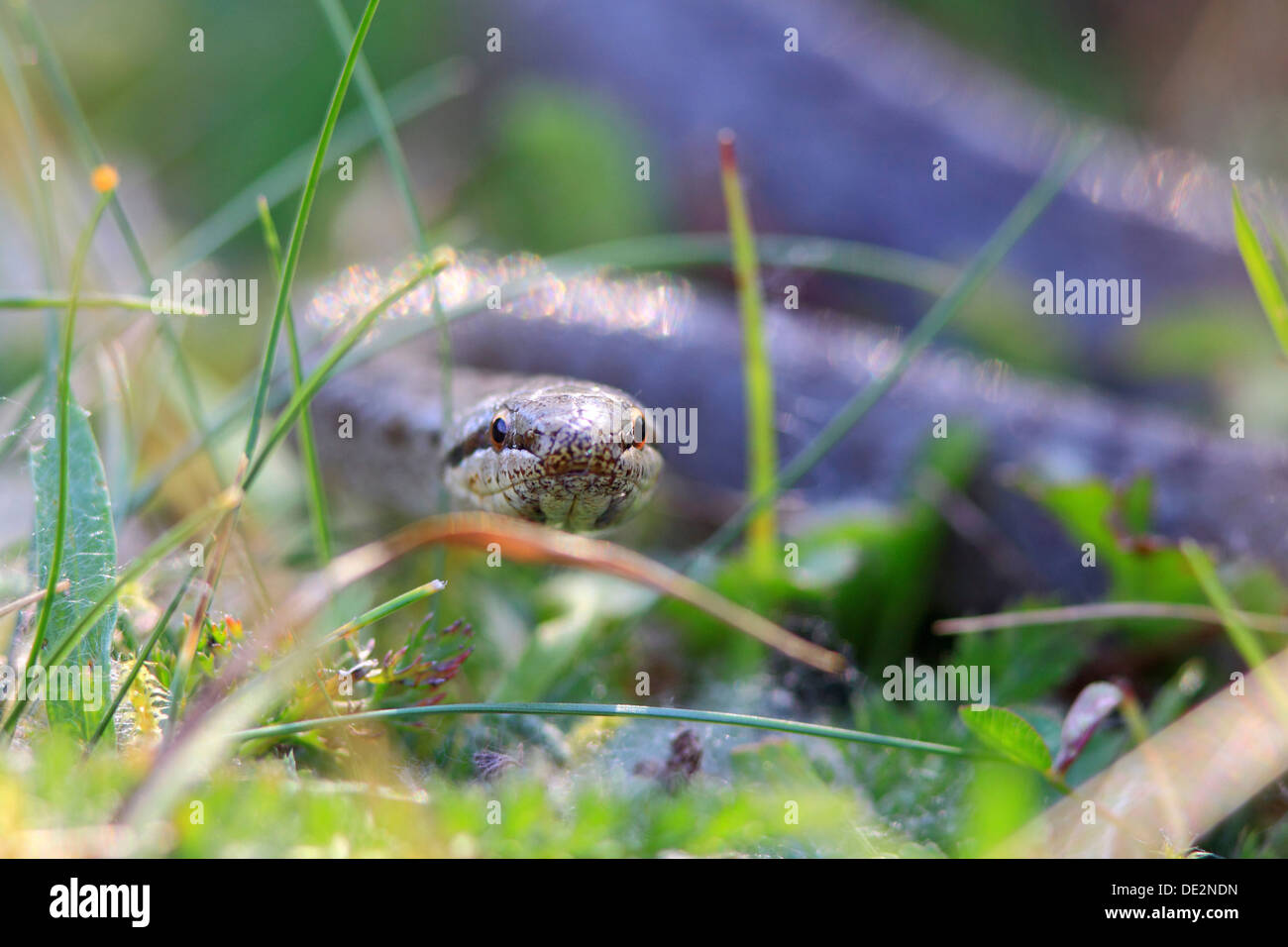 Smooth Snake (Coronella austriaca) Stock Photo